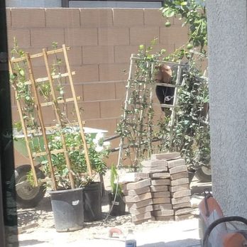 Las Vegas Backyards - Look at my amazing Jasmine vines!!! - Landscaping Near Me - Las Vegas, Nevada