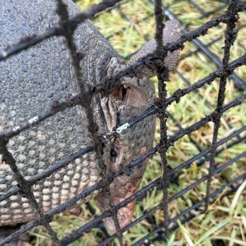 Lone Star Wildlife Solutions - Armadillo 1 - Wildlife Control Near Me - Whitesboro, Texas Lone Star Wildlife Solutions - Armadillo 1 - Wildlife Control Near Me - Whitesboro, Texas