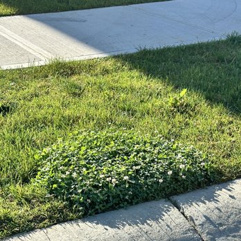 Jorge Sanchez - This is what my lawn looks like after two consecutive weeks of Sanchez lawn mowing and edging. - Lawn Services Near Me Jorge Sanchez - This is what my lawn looks like after two consecutive weeks of Sanchez lawn mowing and edging. - Lawn Services Near Me