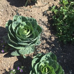 Prairie Pedlar