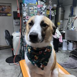Colleen's Dog Grooming