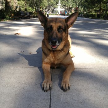 K9 Hero Obedience Training - Full off leash Obedience and Behavior Modification training. - Pet Training Near Me K9 Hero Obedience Training - Full off leash Obedience and Behavior Modification training. - Pet Training Near Me