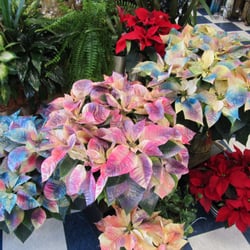Botanica Florist - Our unique poinsettia's are perfect for the holiday season.