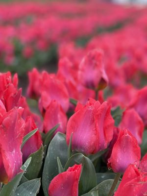 Wooden Shoe Tulip Farm by null
