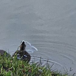 Brooks Lake - Found this duck by potbelly but I can't get close enough to remove it. Who can we call to help?