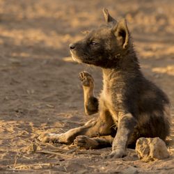 On Safari - In - Wild dog pup scratching