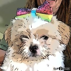 Destination Pet Care