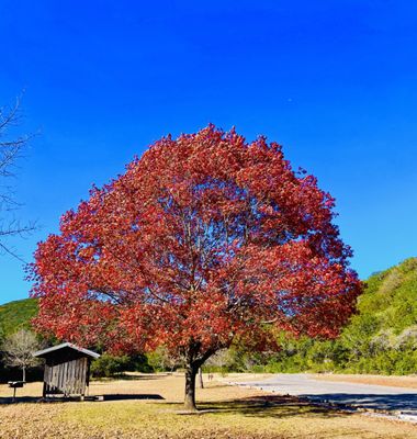Lost Maples State Natural Area by null