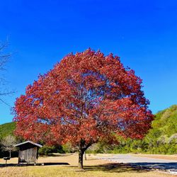 Lost Maples State Park - Lost Maples State Park Utopía Texas