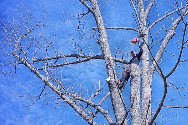 Tree Pruning - At Mike's Tree Service, we’re all about keeping your trees healthy and looking great! Our tree pruning services help your trees thrive by giving them a little TLC with the right cuts and care. Tree Pruning - At Mike's Tree Service, we’re all about keeping your trees healthy and looking great! Our tree pruning services help your trees thrive by giving them a little TLC with the right cuts and care.
