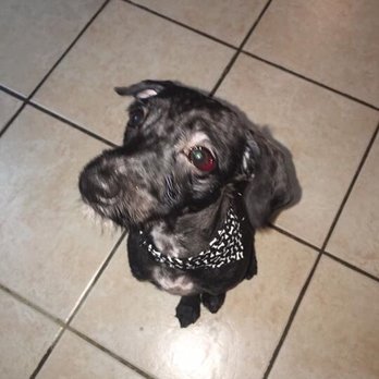 Royal Pet Salon - THEY CHOCKED AN INNOCENT DOG SO MICH HER BLOOD VESSEL BROKE IN HER EYE! Do not go to these animal abusers! - Pet Groomers Near Me - McAllen, Texas