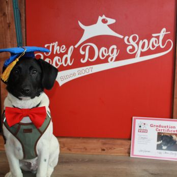 The Good Dog Spot - Kindergarten graduation 2020 - Pet Groomers Near Me - Chicopee, Massachusetts The Good Dog Spot - Kindergarten graduation 2020 - Pet Groomers Near Me - Chicopee, Massachusetts