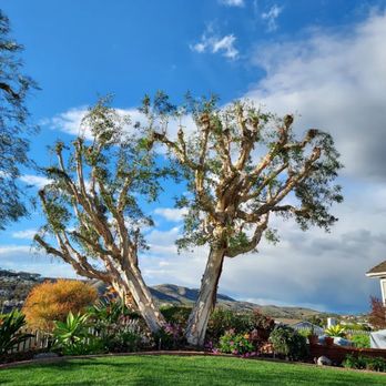 Perez Coastal Tree Service - Melaluca - Tree Services Near Me Perez Coastal Tree Service - Melaluca - Tree Services Near Me