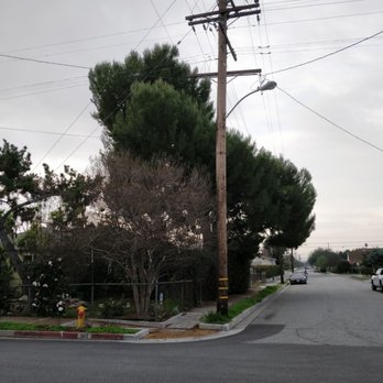 Inexpensive Tree Services - Before trimming - Tree Services Near Me - Los Angeles, California Inexpensive Tree Services - Before trimming - Tree Services Near Me - Los Angeles, California