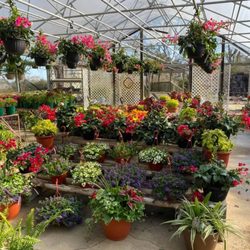 Hidden Gardens Nursery & Tea House - Plants
