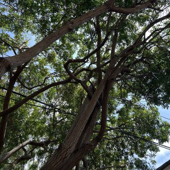 Affordable Tree Care - Tree Services Near Me Affordable Tree Care - Tree Services Near Me