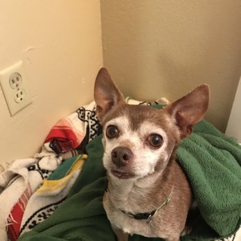 The Pet People - Pet Sitting Near Me - Nipomo, California The Pet People - Pet Sitting Near Me - Nipomo, California