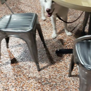 Sky Zone Trampoline Park - Non service dog after growling at my son - Trampoline Parks Near Me - Cerritos, California Sky Zone Trampoline Park - Non service dog after growling at my son - Trampoline Parks Near Me - Cerritos, California