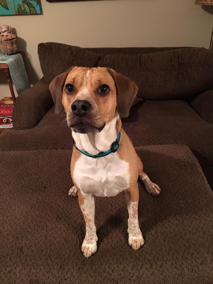 KATIE’S CRITTERS’ PET SITTING Knoxville, Tennessee Pet Sitting