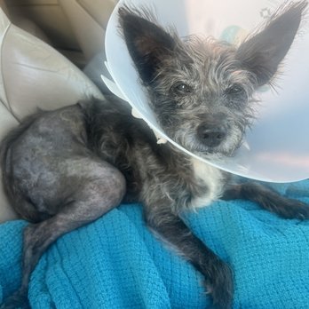 ACCESS Pasadena - Frida after TPLO surgery - Emergency Pet Hospital Near Me - Pasadena, California