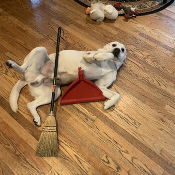 Dyson Service Center - Is the new Dyson vacuum here yet I am getting tired of sweeping Daddy - Appliances & Repair Near Me - Troy, Michigan