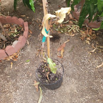 Lara Farms Nursery - 2nd week, tree is dead.. - Nurseries & Gardening Near Me - Miami, Florida Lara Farms Nursery - 2nd week, tree is dead.. - Nurseries & Gardening Near Me - Miami, Florida