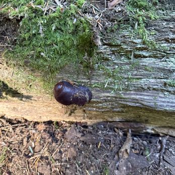Forage Seattle - Baby reishi - Food Tours Near Me