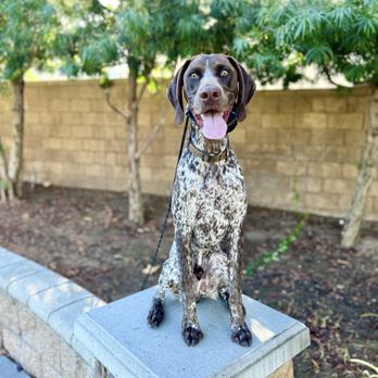 Manners with Meg Dog Training - Placing - Pet Training Near Me