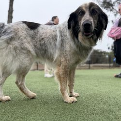 SF Dog Nanny
