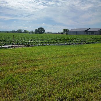 Pecan Creek Strawberry Farm - Strawberry fields forever - Pick Your Own Farms Near Me - Pilot Point, Texas Pecan Creek Strawberry Farm - Strawberry fields forever - Pick Your Own Farms Near Me - Pilot Point, Texas