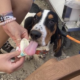 Enjoying a pup cup at the 10th anniversary event.
