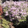 Photo of Frank Savino Landscape