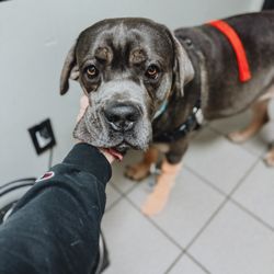 Humber Bay Veterinary Hospital