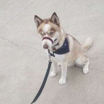 Ruff House Pet Resort - Pet Training Near Me - Riverside, California