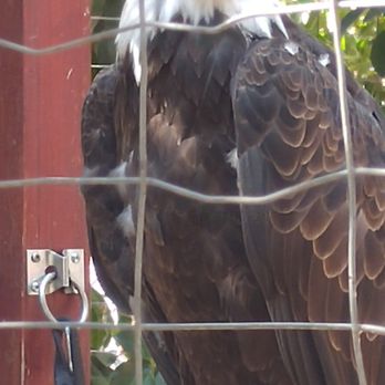 Wildlife Learning Center - Bald Eagle - Zoos Near Me - Sylmar, California