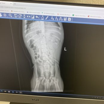 Van Nuys Veterinary Clinic - Cielo X-rays - Veterinarians Near Me - Van Nuys, California