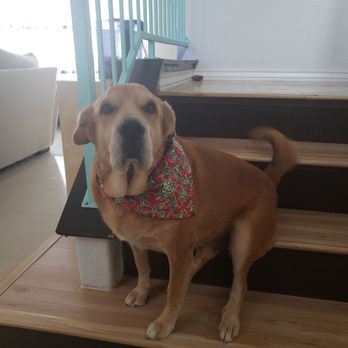 Primp & Proper Dog Grooming - Harlow after her day of beauty. As soon as we walked in, she posed on the stairs. - Pet Groomers Near Me - Surprise, Arizona