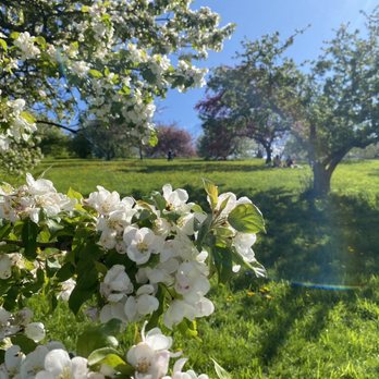 Arnold Arboretum - Parks Near Me - Boston, Massachusetts