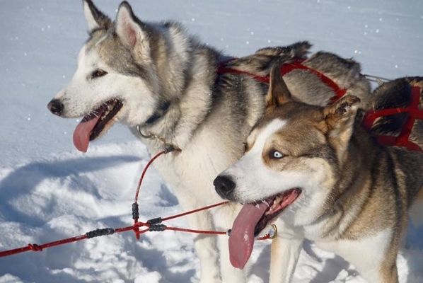 Yellowknife Tours by null