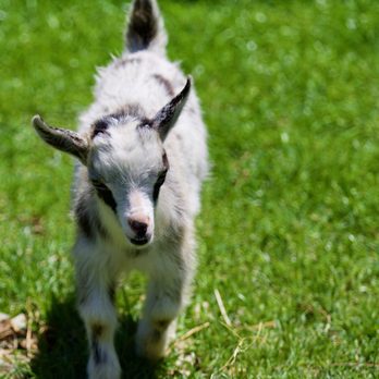 The Amish Farm and House - 👨🏻‍🌾The Amish Farm and House🐐 - Historical Tours Near Me - Lancaster, Pennsylvania