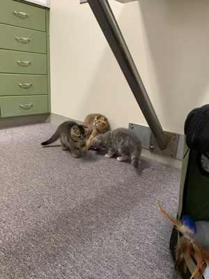 Cat Clinic 142 Lomita Dr Mill Valley Ca Veterinarians Mapquest