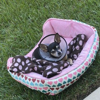 Neighborhood Veterinary Centers - Groves - Dog relaxing in the sun - Veterinarians Near Me - Groves, Texas