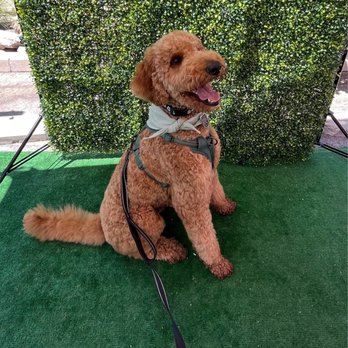 Coventry Pet Resort - After Dog Grooming - Pet Sitting Near Me - Redlands, California