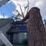 Daytona Tree Service