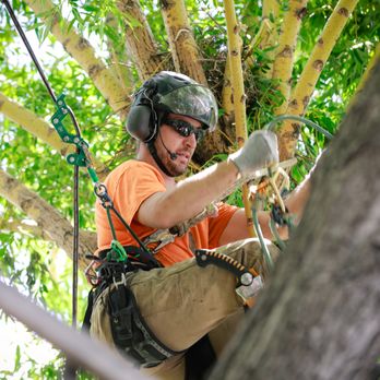 Montana Tree Care - a man climbing a tree - Tree Services Near Me Montana Tree Care - a man climbing a tree - Tree Services Near Me