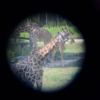 Virginia Zoo - Zoos Near Me - Norfolk, Virginia Virginia Zoo - Zoos Near Me - Norfolk, Virginia