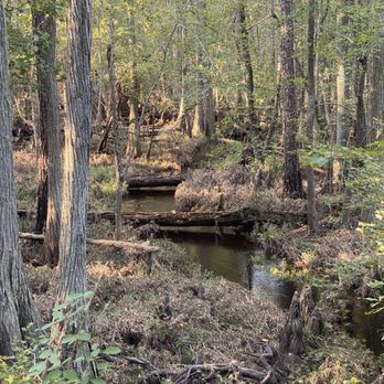 Carvers Creek State Park - The creek - Hiking Near Me - Spring Lake, North Carolina Carvers Creek State Park - The creek - Hiking Near Me - Spring Lake, North Carolina