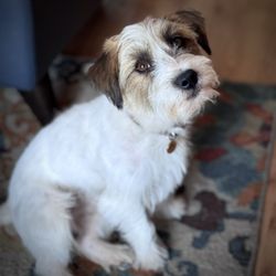 Fur Town Pet Spa- Arcadia - First visit. Head will be stripped some more next time