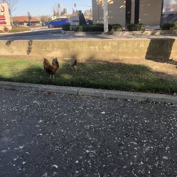 Foodmaxx - Rooster nearby - Grocery Near Me - Yuba City, California