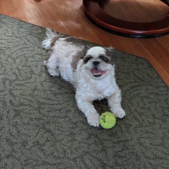 Annie's Petsitting - Pet Sitting Near Me - Hudson, Florida Annie's Petsitting - Pet Sitting Near Me - Hudson, Florida
